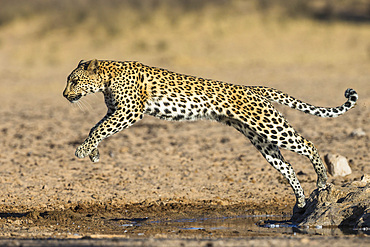 Leopard (Panthera pardus) female leaping, Kgalagadi Transfrontier Park, South Africa, Africa