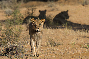 Lion (Panthera leo) male, Kgalagadi Transfrontier Park, South Africa