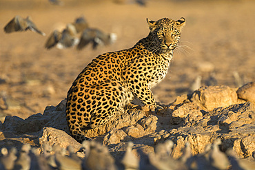 Leopard (Panthera pardus) female, Kgalagadi Transfrontier Park, South Africa, Africa