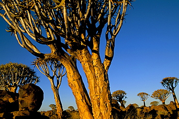 Close-up of a quiver tree (Aloe dichotoma), Quiver Tree Forest, Keetmanshoop, Namibia, Africa