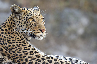 Leopard (Panthera pardus) female, Chobe National Park, Botswana, Africa