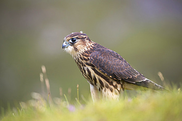 Merlin (Falco columbarius), captive, Cumbria, England, United Kingdom, Europe