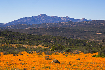 Carpet of orange glossy-eyed parachute-daisies (Ursinia cakilefolia), Skilpad, Namaqua National Park, South Africa, Africa