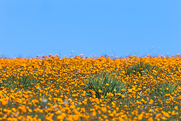 Carpet of orange glossy-eyed parachute-daisies (Ursinia cakilefolia), Skilpad, Namaqua National Park, South Africa, Africa