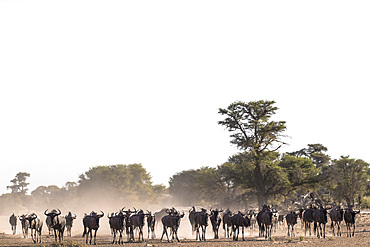 Wildebeest (Connochaetes taurinus) herd, Kgalagadi Transfrontier Park, South Africa, Africa