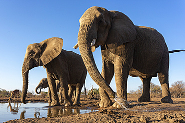 Elephants (Loxodonta africana) at water, Mashatu Game Reserve, Botswana, Africa