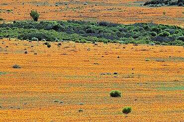 Carpet of spring flowers, Namaqua National Park, South Africa, Africa