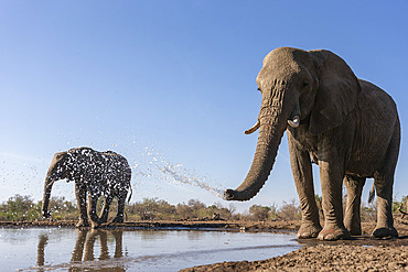 Elephants (Loxodonta africana) at water, Mashatu Game Reserve, Botswana, Africa