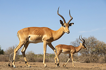 Impala (Aepyceros melampus), Mashatu Game Reserve, Botswana, Africa