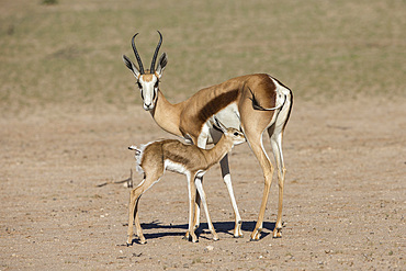 Springbok (Antidorcas marsupialis) and new-born calf suckling, Kgalagadi Transfrontier Park, South Africa, Africa