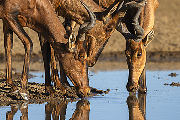 Red hartebeest (Alcelaphus buselaphus caama), Kgalagadi Transfrontier Park, South Africa, Africa