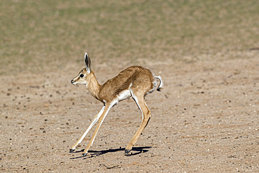 Springbok (Antidorcas marsupialis) calf, Kgalagadi Transfrontier Park, South Africa, Africa