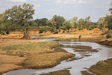 Elephant (Loxodonta african) in Shingwedzi river bed, Kruger National Park, South Africa, Africa