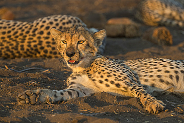 Cheetah (Acinonyx jubatus), Northern Tuli Game Reserve, Botswana, Africa