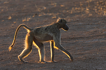 Chacma baboon (Papio ursinus), Mashatu Game Reserve, Botswana, Africa