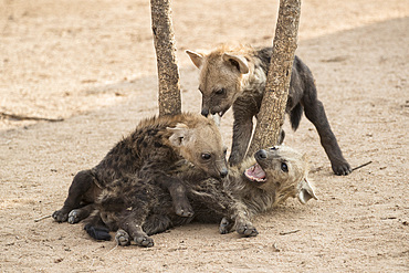 Spotted hyena (Crocuta crocuta) cubs, Elephant Plains, Sabi Sand, South Africa, Africa