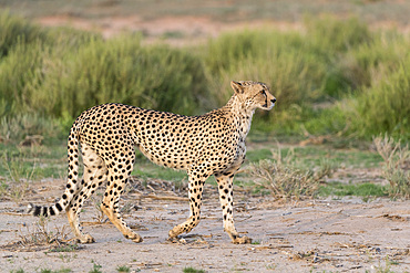 Cheetah (Acinonyx jubatus), Kgalagadi Transfrontier Park, South Africa, Africa