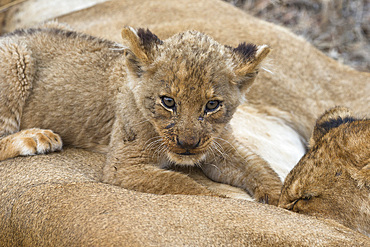 Lion (Panthera leo) cub, Elephant Plains, Sabi Sand Game Reserve, South Africa, Africa