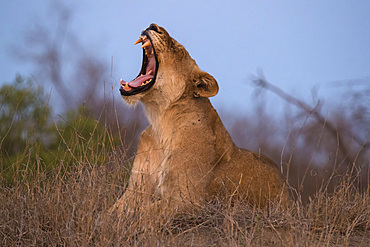 Lioness (Panthera leo) yawning, Elephant Plains, Sabi Sand Game Reserve, South Africa, Africa