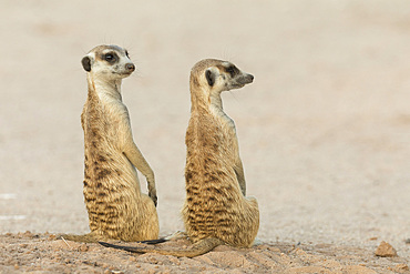 Meerkats (Suricata suricatta), Kgalagadi Transfrontier Park, South Africa, Africa