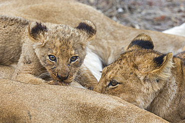 Lion (Panthera leo) cubs suckling, Elephant Plains, Sabi Sand Game Reserve, South Africa, Africa