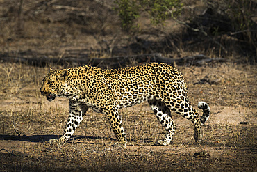 Leopard (Panthera pardus), Elephant Plains, Sabi Sand Game Reserve, South Africa, Africa