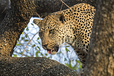 Leopard (Panthera pardus), Elephant Plains, Sabi Sand Game Reserve, South Africa, Africa