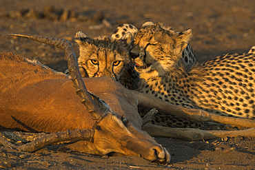 Cheetahs (Acinonyx jubatus) with impala kill, Northern Tuli Game Reserve, Botswana, Africa