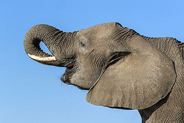 Elephant (Loxodonta africana) drinking, Mashatu Game Reserve, Botswana, Africa