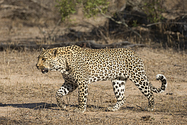 Leopard (Panthera pardus), Elephant Plains, Sabi Sand Game Reserve, South Africa, Africa