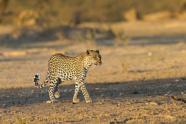 Leopard (Panthera pardus) female, Kgalagadi Transfrontier Park, South Africa, Africa