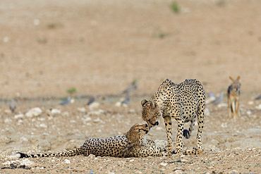 Cheetah (Acinonyx jubatus) brothers, Kgalagadi Transfrontier Park, South Africa, Africa