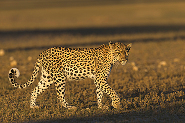 Leopard (Panthera pardus) female, Kgalagadi Transfrontier Park, South Africa, Africa