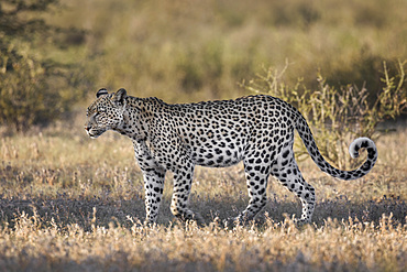 Leopard (Panthera pardus) female, Kgalagadi Transfrontier Park, South Africa, Africa