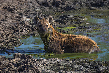 Spotted hyena (Crocuta crocuta) cooling off, Elephant Plains, Sabi Sand, South Africa, Africa