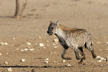 Spotted hyena (Crocuta crocuta), Kgalagadi Transfrontier Park, South Africa, Africa