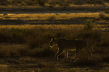 Lioness (Panthera leo), Kgalagadi Transfrontier Park, South Africa, Africa