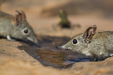 Eastern rock elephant shrews (Elephantulus myurus) drinking, Tuli Game Reserve, Botswana, Africa