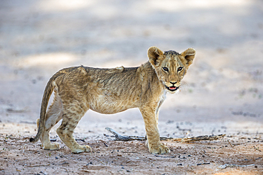 Lion (Panthera leo) cub, Kgalagadi Transfrontier Park, South Africa, Africa