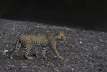 Leopard (Panthera pardus) female, Mashatu Game Reserve, Botswana, Africa