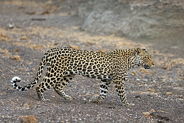 Leopard (Panthera pardus) female, Mashatu Game Reserve, Botswana, Africa