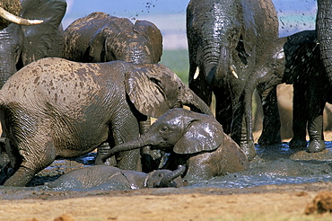 African elephant (Loxodonta africana) mudbathing, Addo National Park, South Africa, Africa