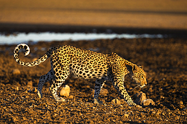 Leopard (Panthera pardus) female, Kgalagadi Transfrontier Park, South Africa, Africa