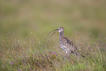 Curlew (Numenius arquata), Northumberland National Park, England, United Kingdom, Europe