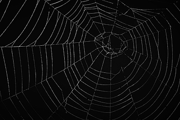 Orb web spider's web (family Araneidae), Sidwood, Kielder Forest, Northumberland National Park, England, United Kingdom, Europe