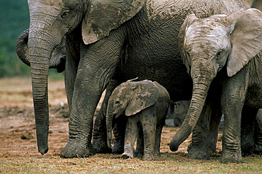 African elephant (Loxodonta africana) in matriarchal group, South Africa, Africa