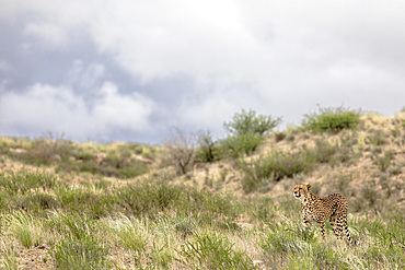 Cheetah (Acinonyx jubatus) female, Kgalagadi Transfrontier Park, Northern Cape, South Africa, Africa