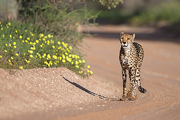 Cheetah (Acinonyx jubatus) female, Kgalagadi Transfrontier Park, Northern Cape, South Africa, Africa