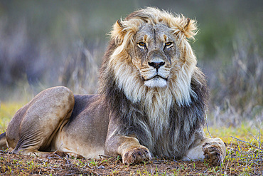 Lion (Panthera leo), Kgalagadi Transfrontier Park, Northern Cape, South Africa, Africa