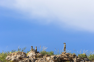 Meerkats (Suricata suricatta), Kgalagadi Transfrontier Park, Northern Cape, South Africa, Africa